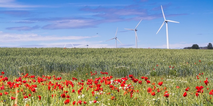 Wind turbine on bornholm island with red poppy flowers